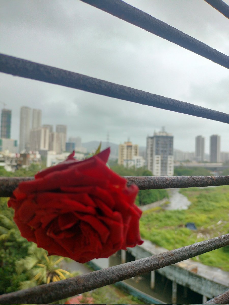गुलों में रंग भरे बाद-ए-नौ-बहार चले,
चले भी आओ कि गुलशन का कारोबार चले

🖋️फैज़ अहमद फैज़ 
🎶🎵🎼 मेहदी हसन 
#theme_pic_India_flowers 
#MumbaiRains