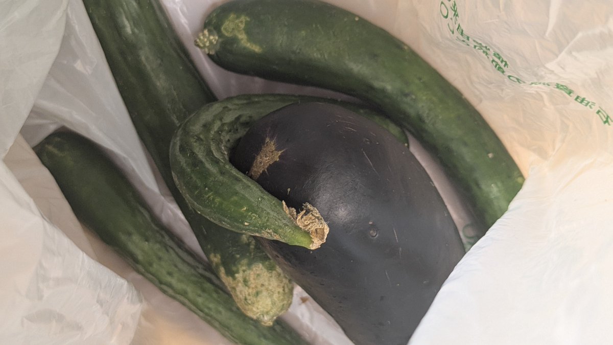 k0n1_3's tweet image. 昨日キンコブでキュウリとおナス貰った🥒🍆
嬉しい✨