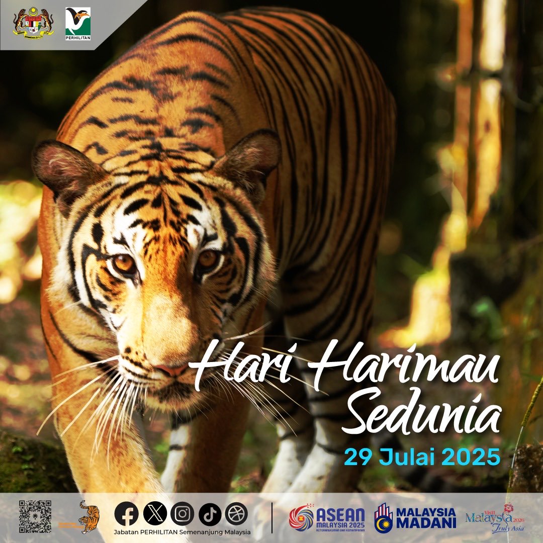 🐅 HARI HARIMAU SEDUNIA 2025
📅 29 Julai 2025

Harimau Malaya — simbol kebanggaan negara kita — kini di ambang kepupusan. Mari bersama-sama kita lindungi warisan berharga ini sebelum segalanya tinggal kenangan.