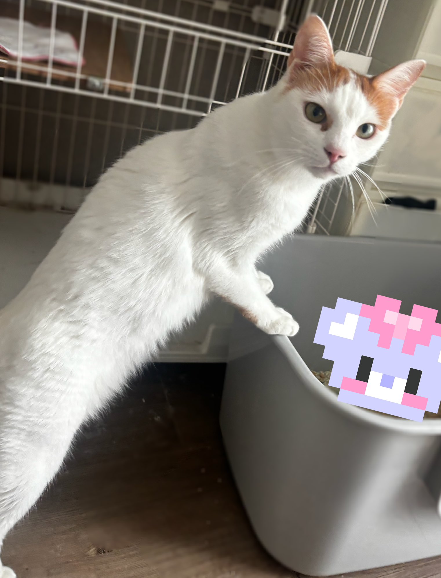 しろねこ様 Amazon.co.jp: しろねこしろちゃん (幼児絵本シリーズ) : 森