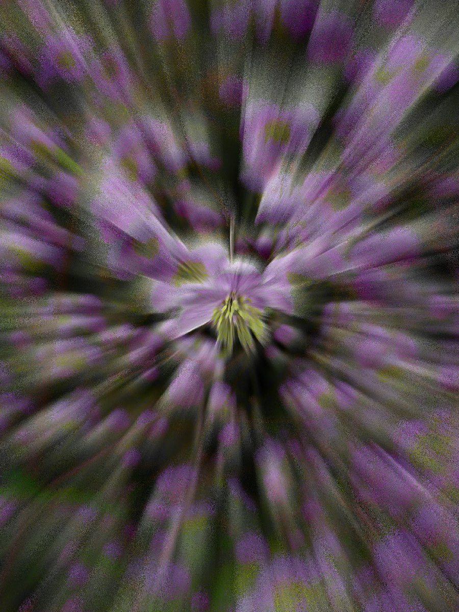 reading_ulysses's tweet image. Myriad tiny Thalictrum #flowers; like unpopping the cork. #MagentaMonday