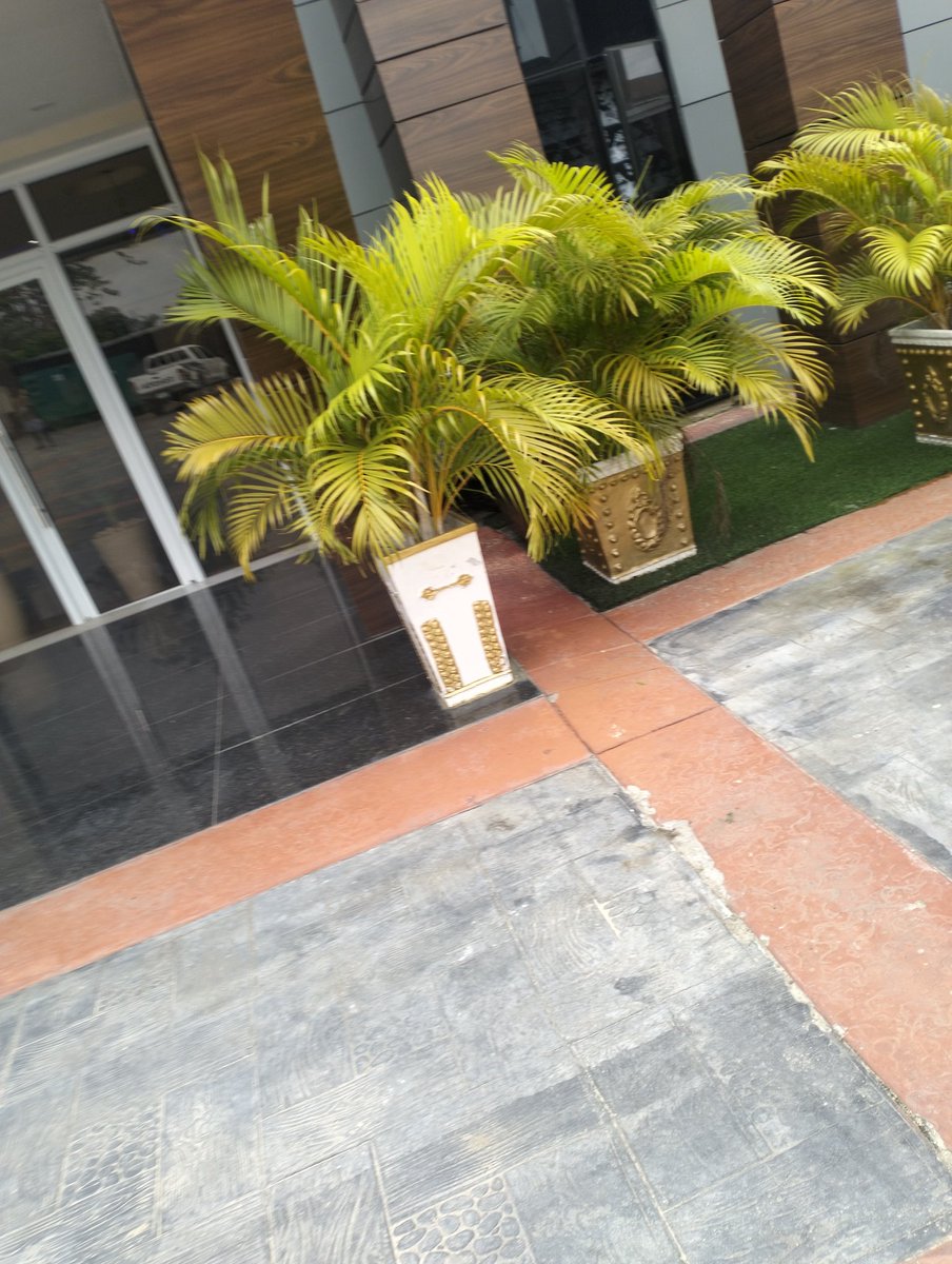 Mayor_0x0's tweet image. gm