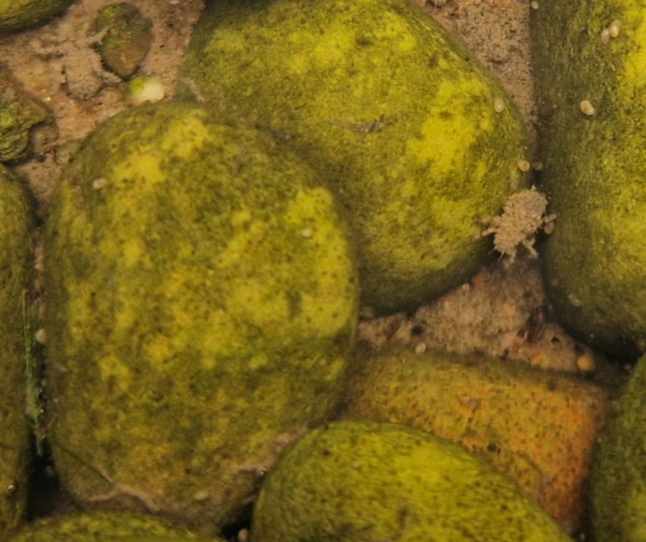 WorcsWT's tweet image. It's #MysteryMonday time, and it's probably one of our hardest ones yet...
Can you tell us what these little beasties are? You can see one at the top left of the image and another one middle right 🔍