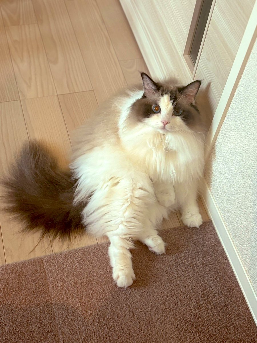 🐈＜外へは行かせないﾆｬ