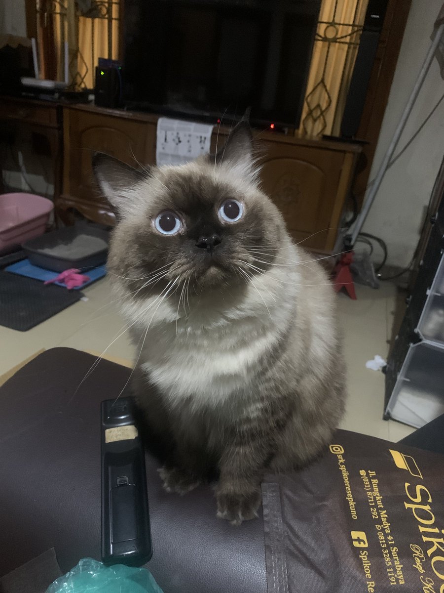 yellowcippo's tweet photo. kucing tidak gledek friendly https://t.co/wGheTTatDV