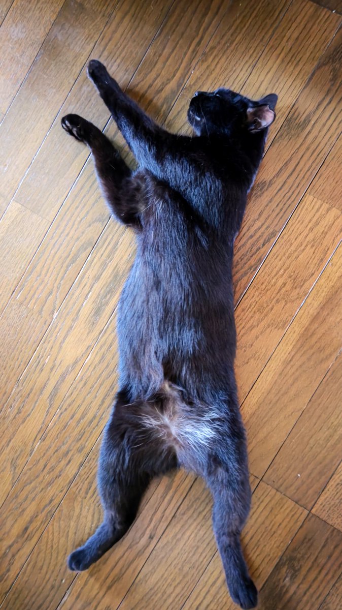 今日のうちのこ