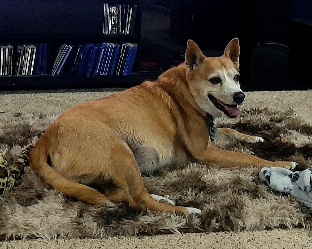 EltonSherrif's tweet image. Scenes from da weekend: First I under serious love attack from my mommy, she massaging I, making I feel so much @ home & kissing I. After dinner, I is upstairs with daddy watching Police TV - nice show with K9's🐕, I enjoyed a treat, looking @ daddy 4 more, then💤💤🤭🖐🙏🐾🚔🐕💞