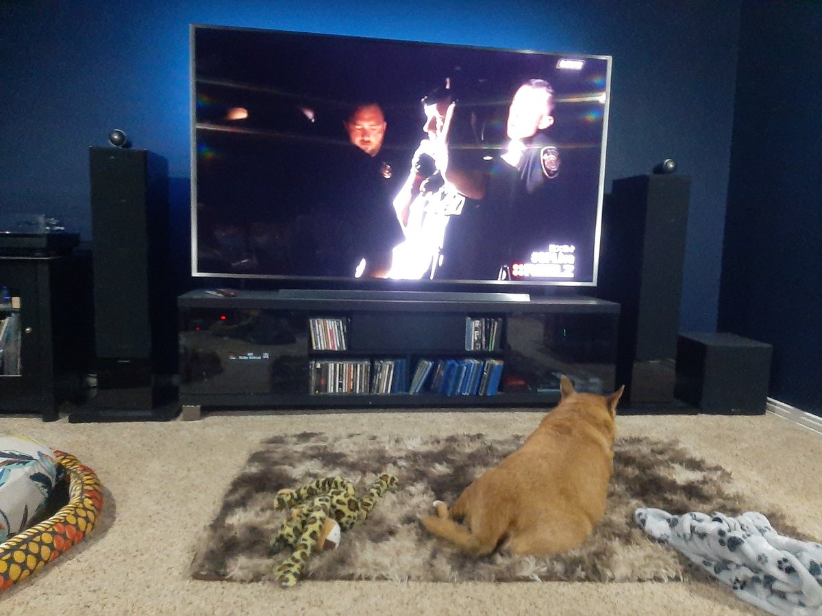EltonSherrif's tweet image. Scenes from da weekend: First I under serious love attack from my mommy, she massaging I, making I feel so much @ home & kissing I. After dinner, I is upstairs with daddy watching Police TV - nice show with K9's🐕, I enjoyed a treat, looking @ daddy 4 more, then💤💤🤭🖐🙏🐾🚔🐕💞