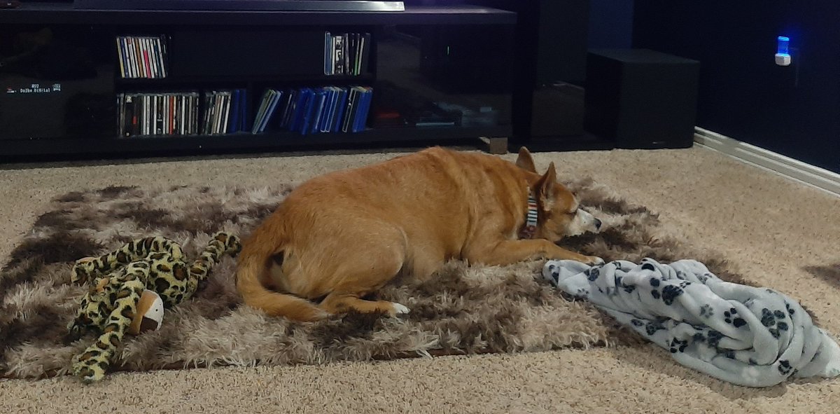 EltonSherrif's tweet image. Scenes from da weekend: First I under serious love attack from my mommy, she massaging I, making I feel so much @ home & kissing I. After dinner, I is upstairs with daddy watching Police TV - nice show with K9's🐕, I enjoyed a treat, looking @ daddy 4 more, then💤💤🤭🖐🙏🐾🚔🐕💞