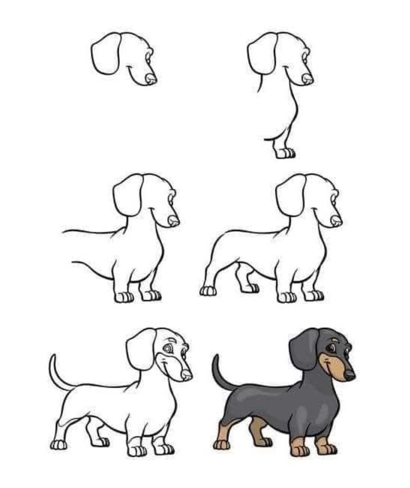 dachshund_usa21's tweet image. How to Draw a Dachshund 🥰
#Dachshunds
