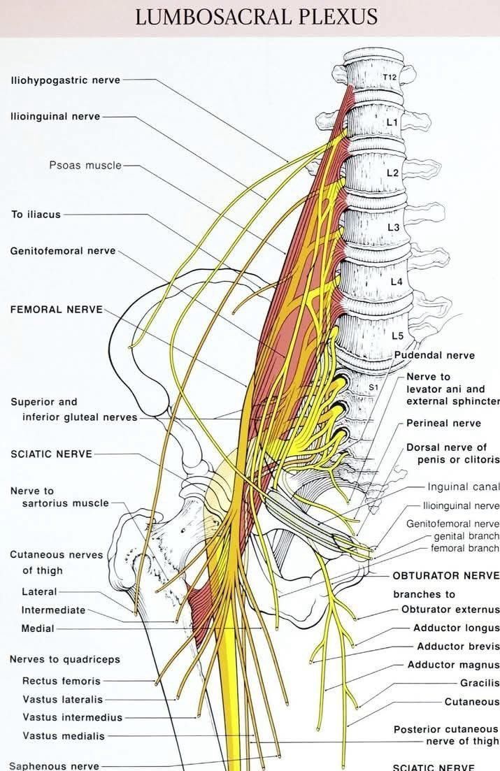 MoAImam's tweet image. Lumbosacral plexus