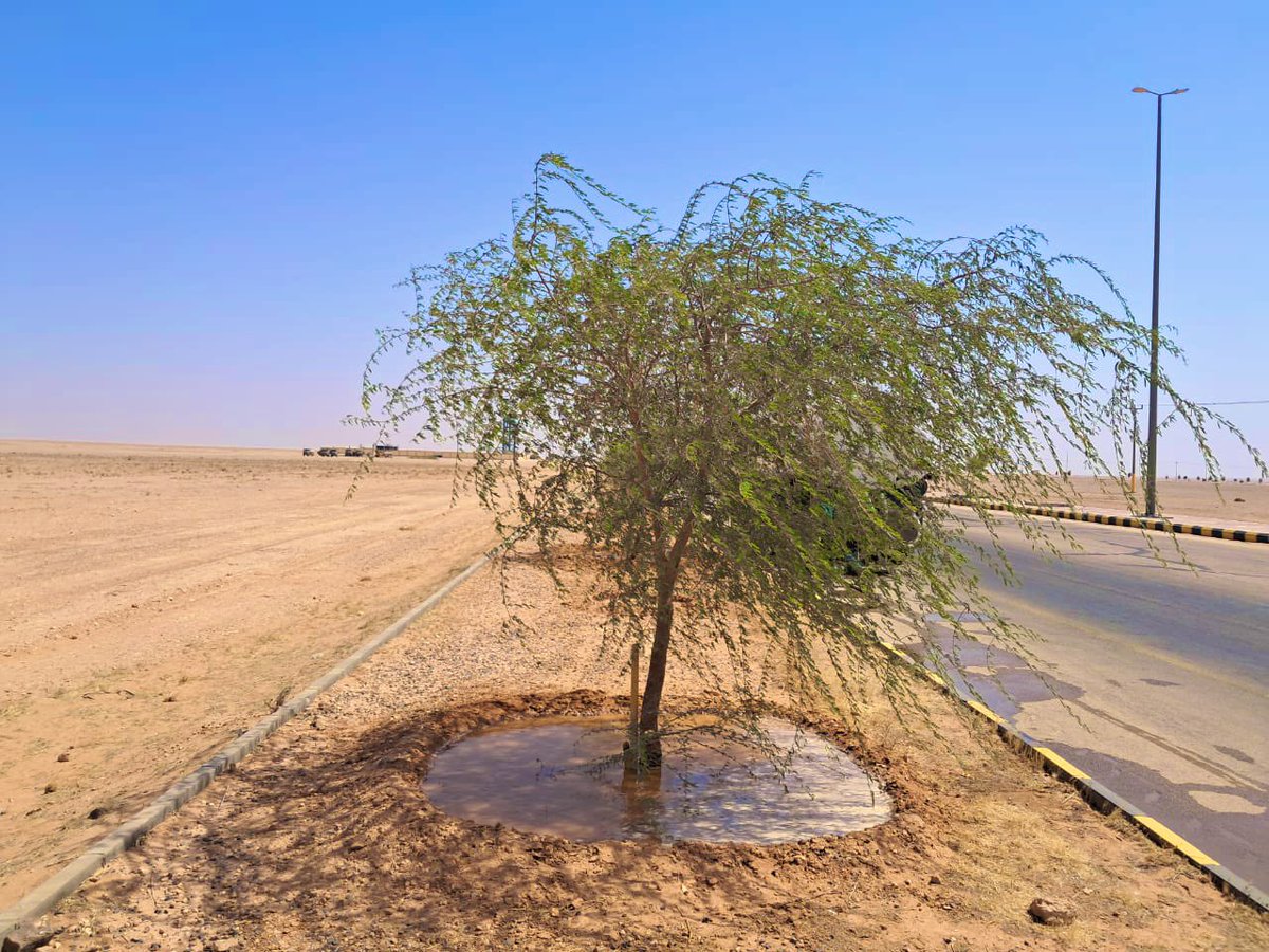 ummkhonsar's tweet image. 📸 |
جانب من أعمـالنا اليـومية في سقيا الأشجار في القرى التابعة .🌳
#بلدية_أم_خنصر
#أمانة_منطقة_الحدود_الشمالية