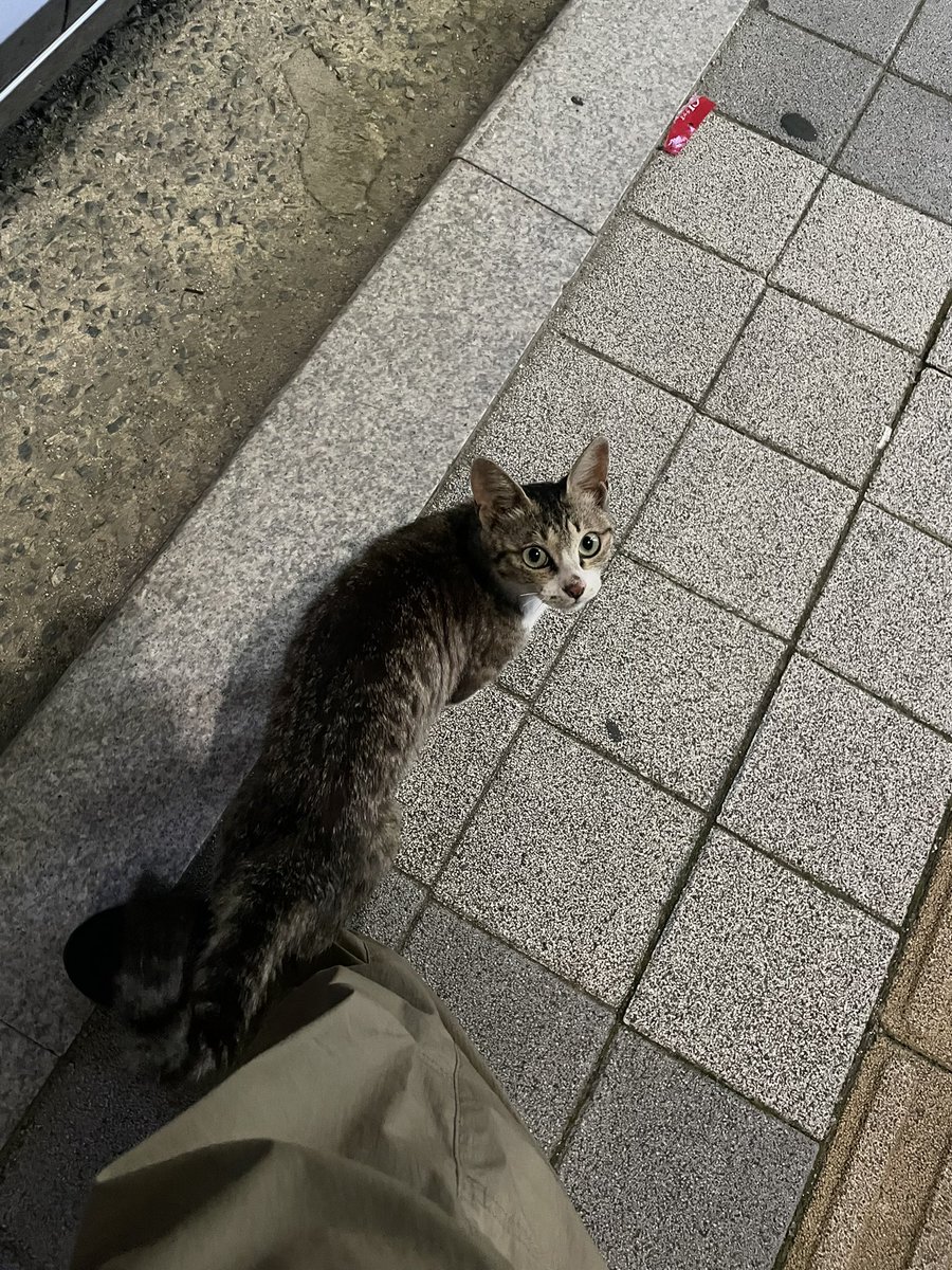 what_r_u_saying's tweet image. 어제 걷는데 뭔가가 툭 종아리를 치는거야? 놀래서 내려다봤더니 아름다운 고양이가 야옹했어. 너무 납치하고 싶었지만 기를 여력이 없어서 괜히 손탈까봐 눈물흘리며 도망쳤어