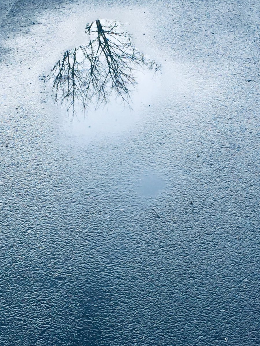 L’albero.                            📷