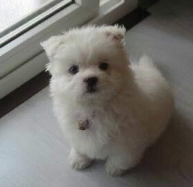 melting4966's tweet image. 너 강아지야 ㅠㅠ?