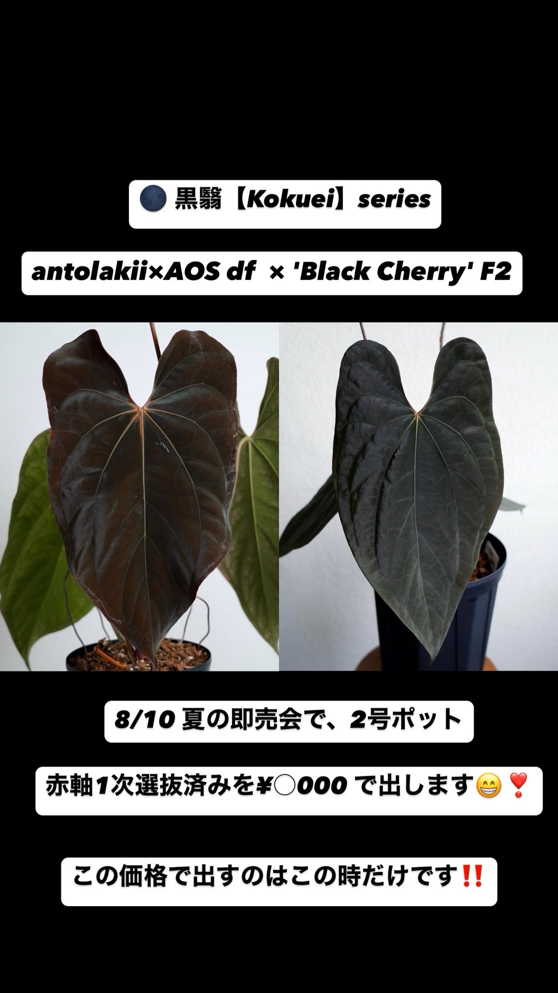 プラム堂∬ページです プラム堂∬様 専用ページです （5年前に植えた大玉プラムですが