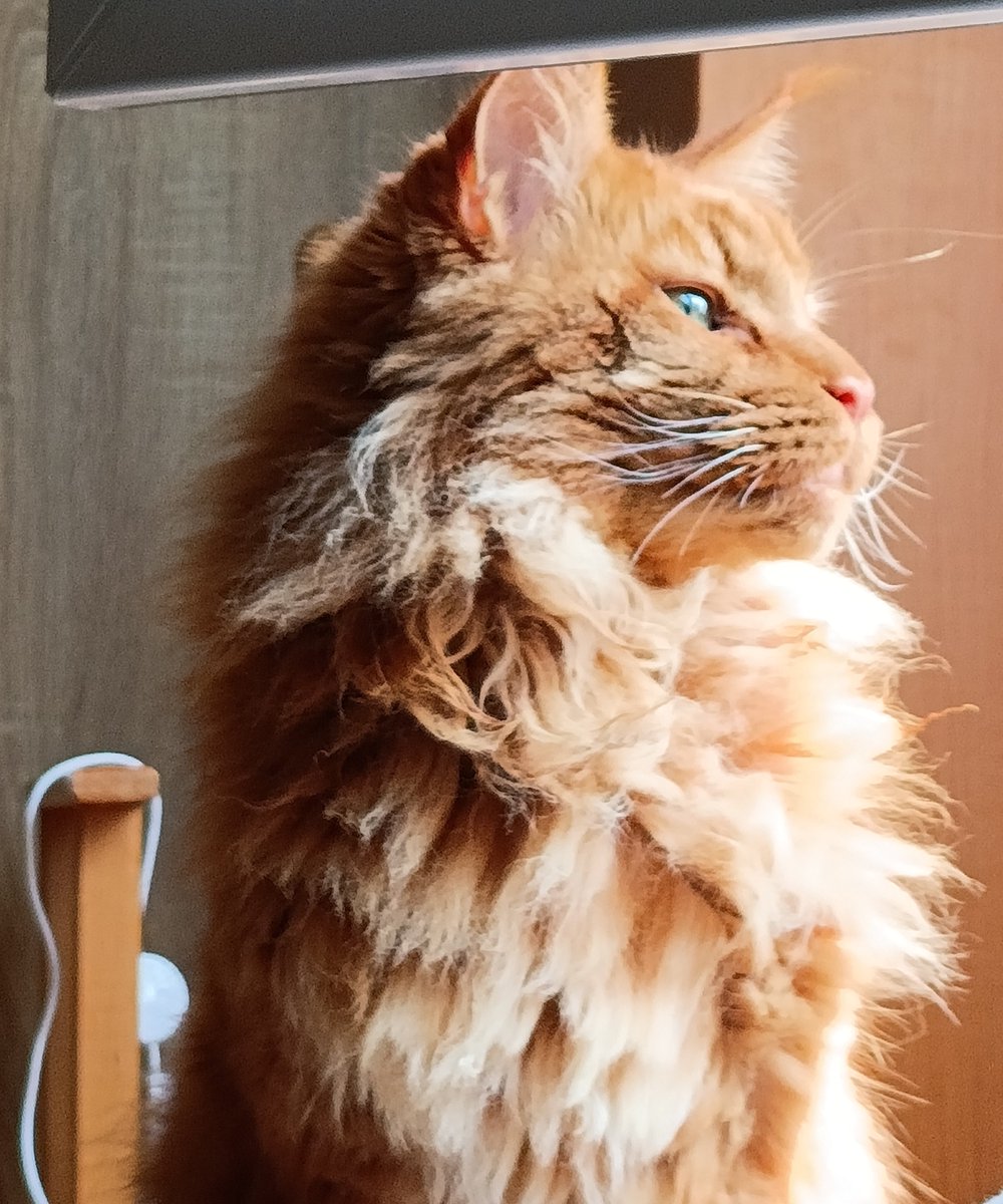 GoslingUA's tweet image. Доброго ранку понеділка 😺
