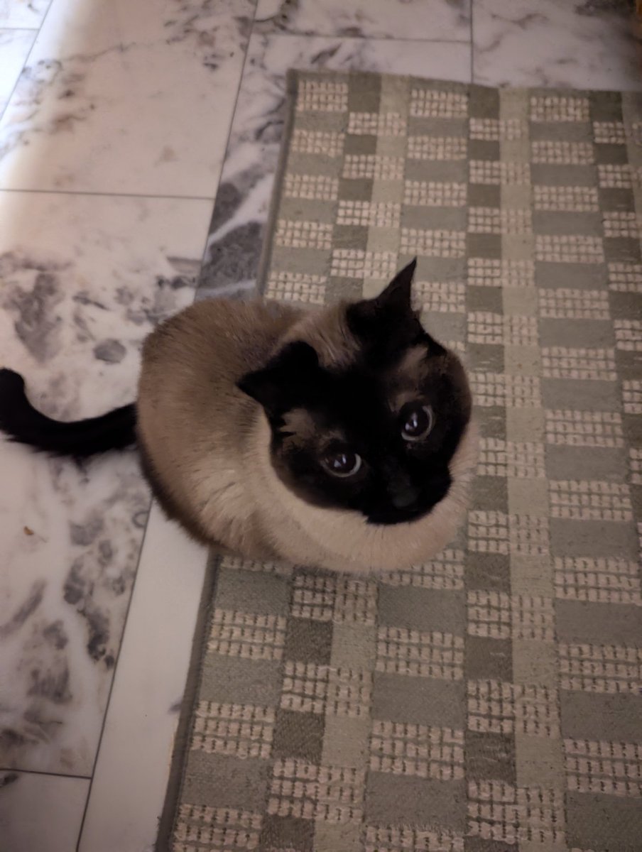 6dollarballoon's tweet image. someone's very upset that I came upstairs to get a snack at 2am and wants me to go back to bed so she can continue her nightly patrol