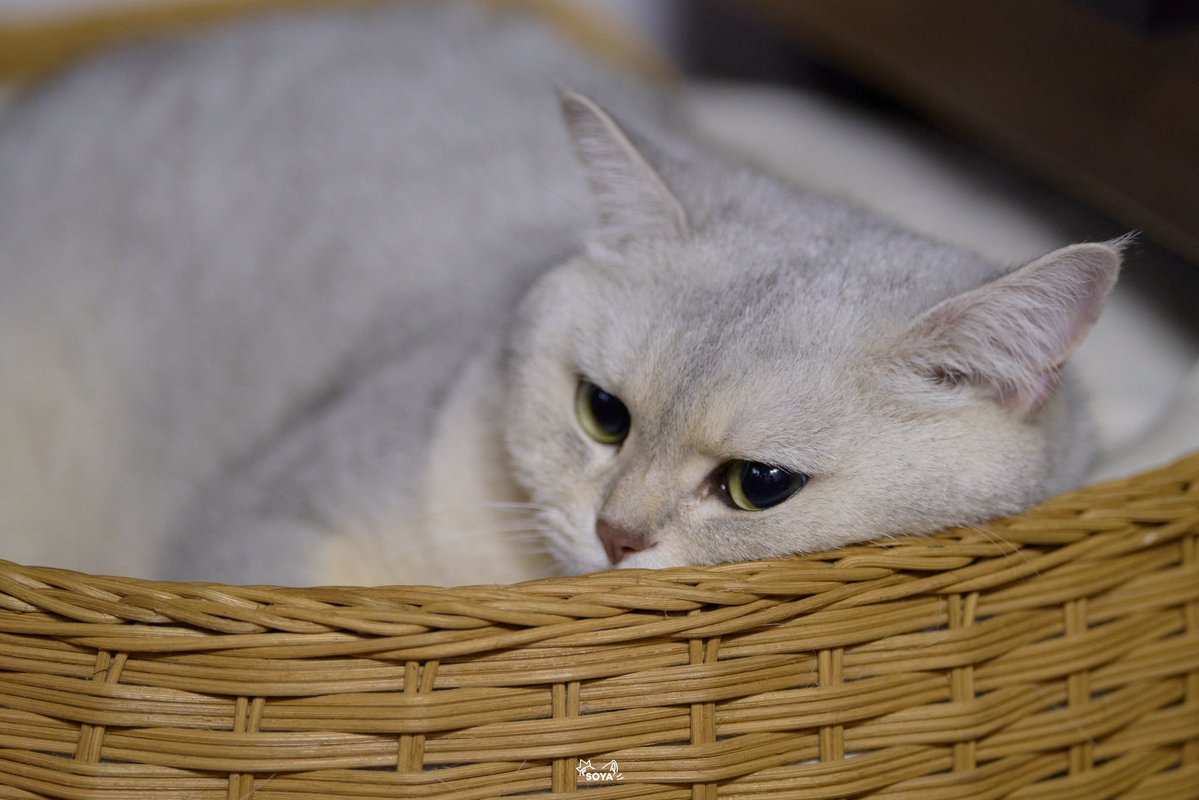 SoyaOAO's tweet image. 哼😾