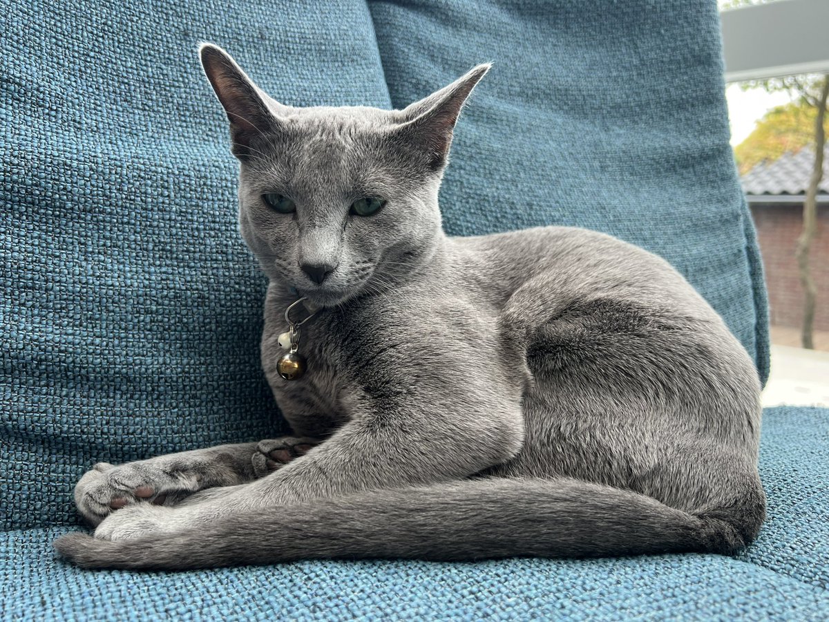 Ook een knapperd, woont bij vrienden waar we gisteren op bezoek waren 🐈‍⬛