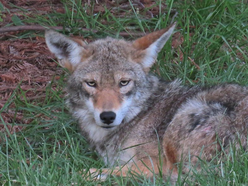 HourlyYote's tweet image. [🔗](api.tinyfox.dev/hourly/yotes/1…)
