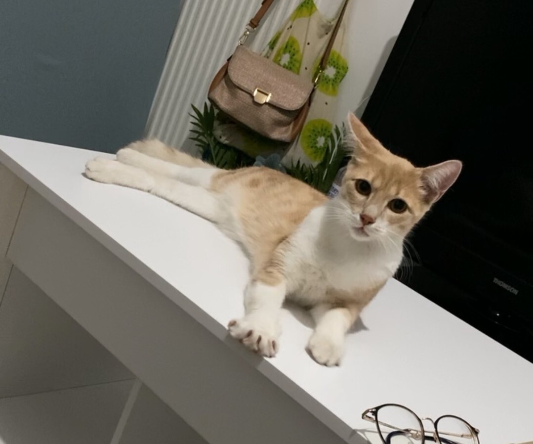vigipets's tweet image. 🟠 🐱 Chat perdu le 16/07/2025 à Fontenay-Sous-Bois (94120).
Race : Européen / Âge : 1 mois
Nemo (criquet) / Mâle / Identifié(e) : Oui

☎️ 0648066337
📧 Youmna.toyb@gmail.com

#VigiPets #chatperdu #chattrouve #chat #perdu #trouve