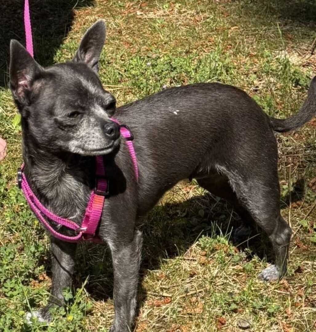vigipets's tweet image. 🟠 🐶 Chien perdu le 24/07/2025 à Derval (44590).
Race : Chihuahua / Âge : 6 an(s)
Yna / Femelle / Identifié(e) : Oui

☎️ 0616324789
📧 schartisa@gmail.com

#VigiPets #chienperdu #chientrouve #chien #perdu #trouve