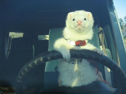 Ferret Every Hour (@ferretperhour) on Twitter photo 