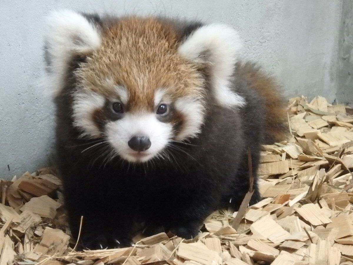 HourlyWah's tweet image. [🔗](api.tinyfox.dev/hourly/wahs/ph…)