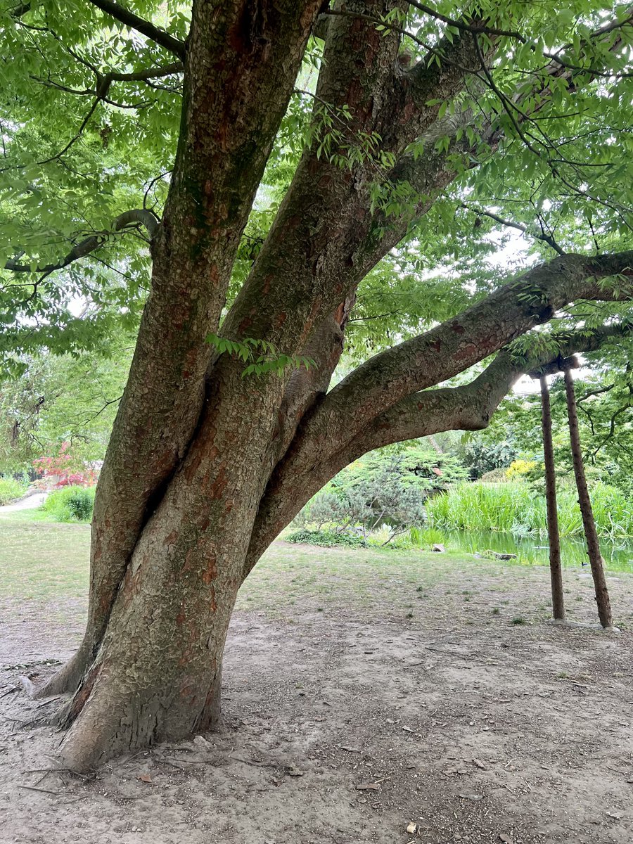 This stunning Japanese elm 🤩

<a href="/LBHF/">H&F Council</a> <a href="/LTOA33/">LTOA</a> 

x.com/ticlme/status/…
