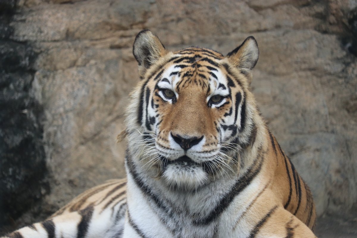 nhdzoo's tweet image. 7月29日は『#世界トラの日』🐯
絶滅危惧種であるトラの現状を知り、保全のためにできることを考える日です。
当園でも令和7年7月27日に特別イベントを行いました。
皆様もトラを守るために何ができるか、一緒に考えて行動していきましょう
#日本平動物園 #nihondairazoo #アムールトラ