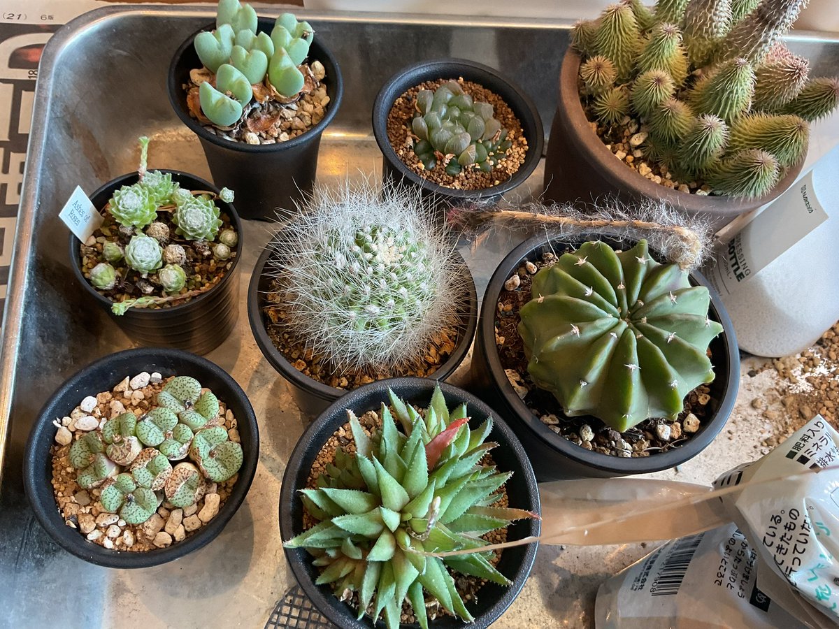 poisson2005's tweet image. 久しぶりに土と植物でのんびりしてます😊
時間を仕事に使い過ぎてました。
だからお酒が増えてしまいました😓
植物も沢山枯らしてしまい悲しいです🥹
料理は好きで楽しいのですが、起きてる時間を全部使うと…
さすがに苦しくなってイライラしてしまいますね。
これを良い経験にしたいと思います。