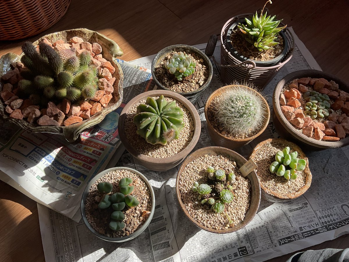 poisson2005's tweet image. 久しぶりに土と植物でのんびりしてます😊
時間を仕事に使い過ぎてました。
だからお酒が増えてしまいました😓
植物も沢山枯らしてしまい悲しいです🥹
料理は好きで楽しいのですが、起きてる時間を全部使うと…
さすがに苦しくなってイライラしてしまいますね。
これを良い経験にしたいと思います。