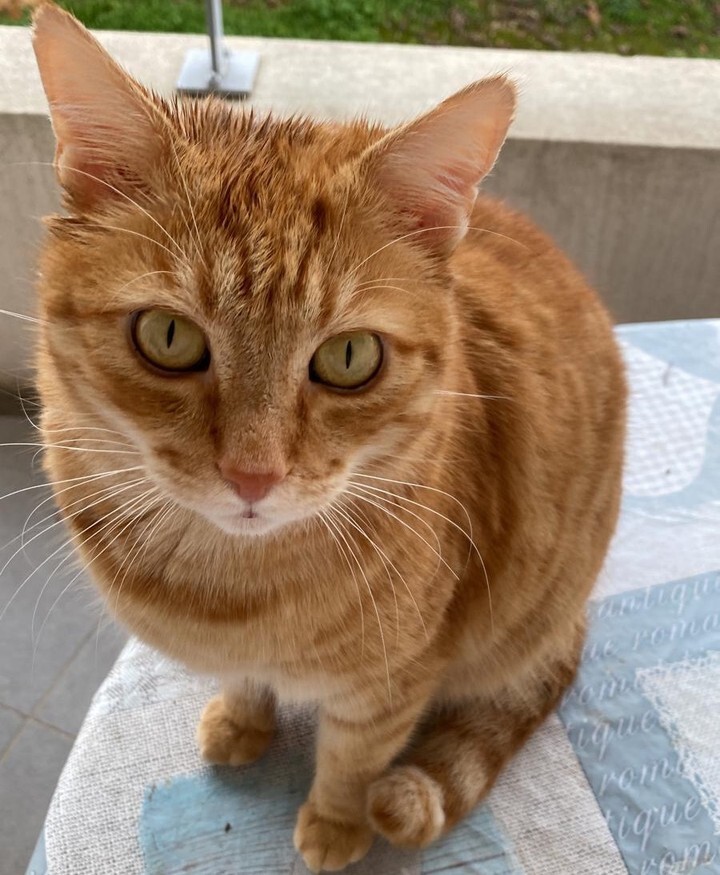 vigipets's tweet image. 🟠 🐱 Chat perdu le 24/06/2025 à Grenoble (38100).
Race : Européen / Âge : 6 an(s)
Stan / Mâle / Identifié(e) : Oui

☎️ 0603793131
📧 genevieve.lavaullee@orange.fr

#VigiPets #chatperdu #chattrouve #chat #perdu #trouve