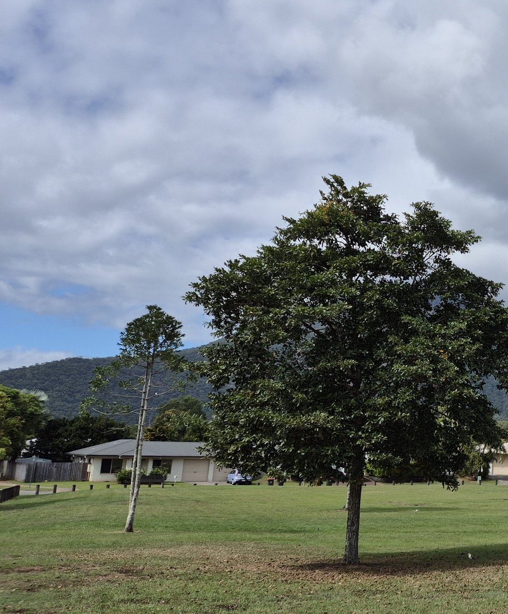 BudoNick's tweet image. Nice view from Suburban Cairns