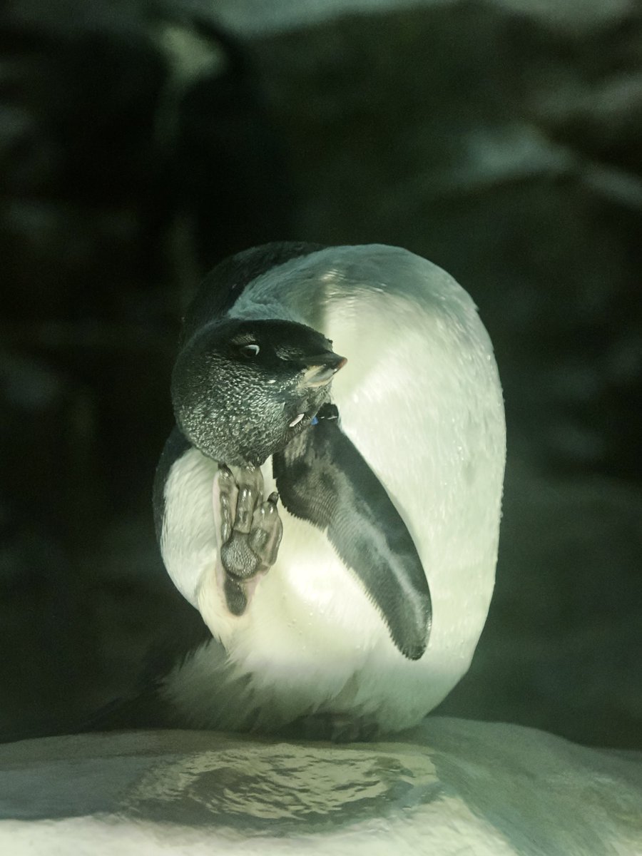 u2e6x's tweet image. 頭をかくアデ
 #アデリーペンギン
 #名古屋港水族館