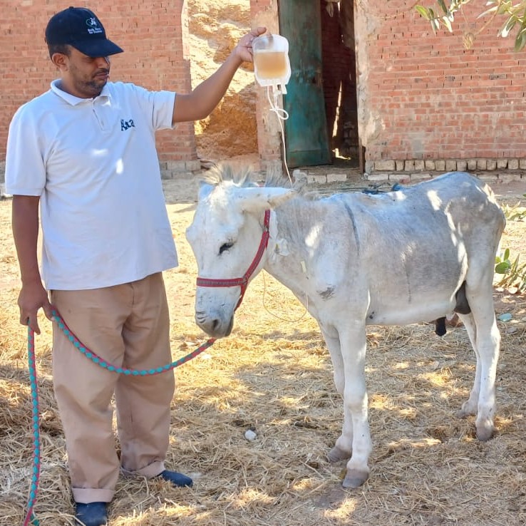 🆘 Help Donkeys in Egypt Find Relief! 💔 Many donkeys at El-Saf suffer from exhaustion. Thanks to your support, we're providing FREE vet care! 🙏 Your donation can make a HUGE difference! 💛 Please donate today safehavenfordonkeys.beaconforms.com/form/07e3d1de