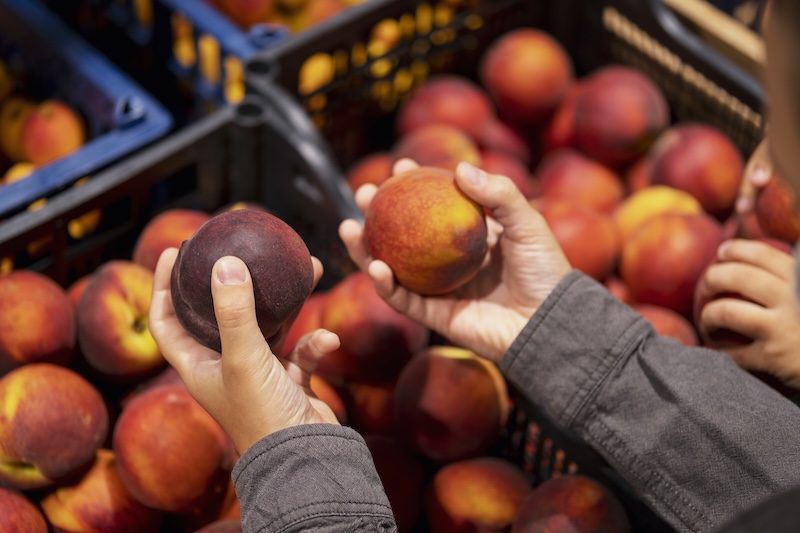 La fruta de hueso, un 25 % más cara por la falta de producción

La menor producción tanto en #Cataluña, en estos momentos, como en el resto de #Europa está provocando que los operadores trabajen, prácticamente, con "stocks diarios" y priorizando clientes.

fyh.es/la-fruta-de-hu…