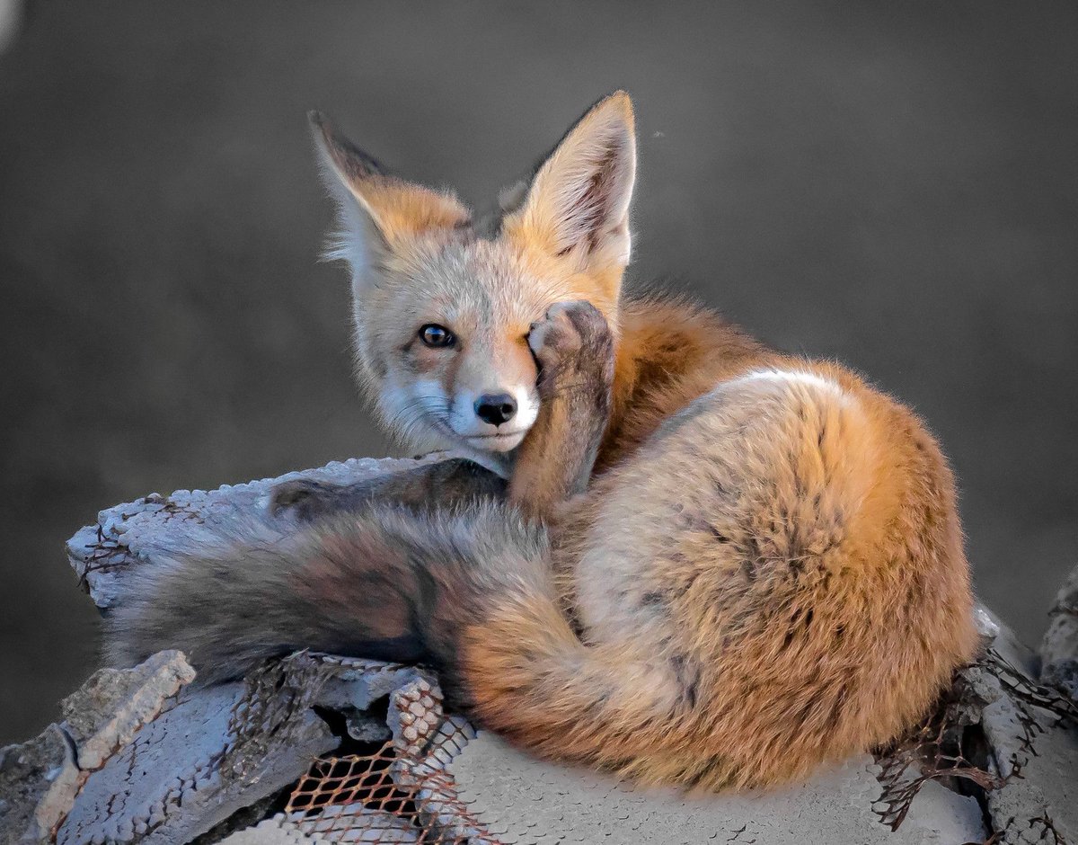 ChrisGPackham's tweet image. Fox atop building rubble - another comfy spot ? ! Thank you to @shaws-light.bsky.social for this #FoxOfTheDay - top work !