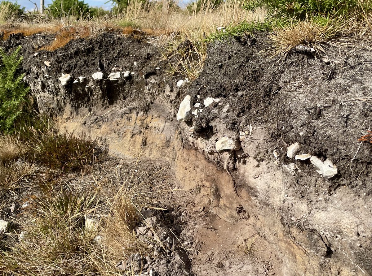 Interesting shallow line of bleached stones in this podzol in a road cutting at Studland Heath. I’m assuming that these are Pleistocene gravels laid down during the ice age? <a href="/Subsolum/">Jérôme Juilleret @subsolum .bsky.social</a>. 
An ancient soil profile?
