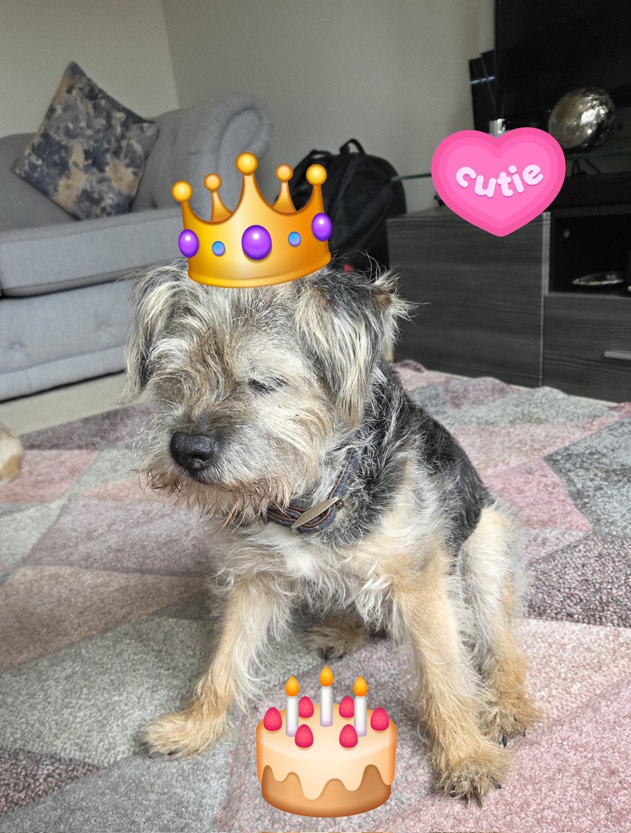 Its me sweet 16th burfday. Me heard rumours bowt a trip to da vettys coz me can't keep me food down and me losing weight. But mam got me some beef to try later. #BTPosse