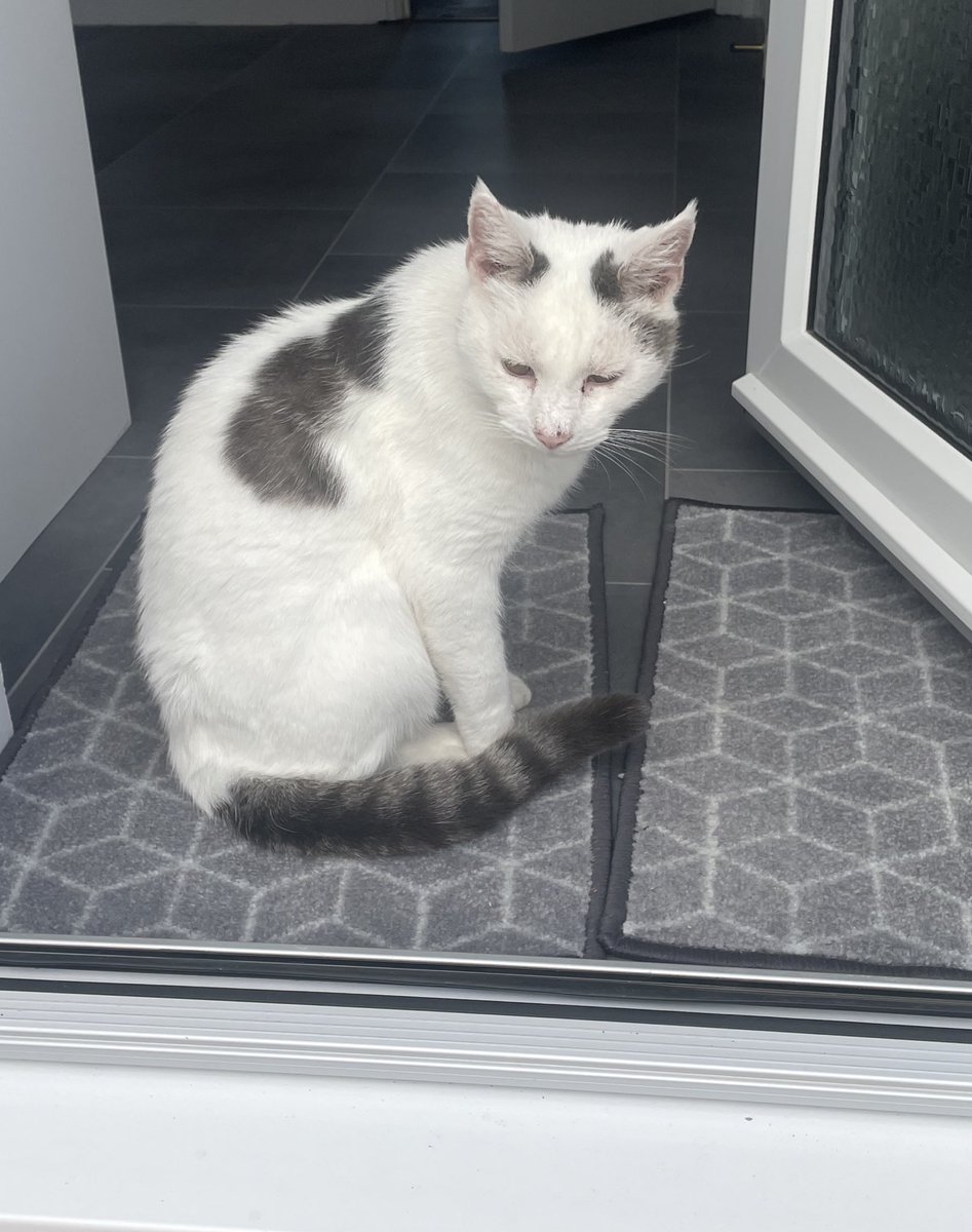 #HedgewatchforDuffy. I think of pretty Duffy today and her family who loved her so much. She will be badly missed and never forgotten. 💔💔💔