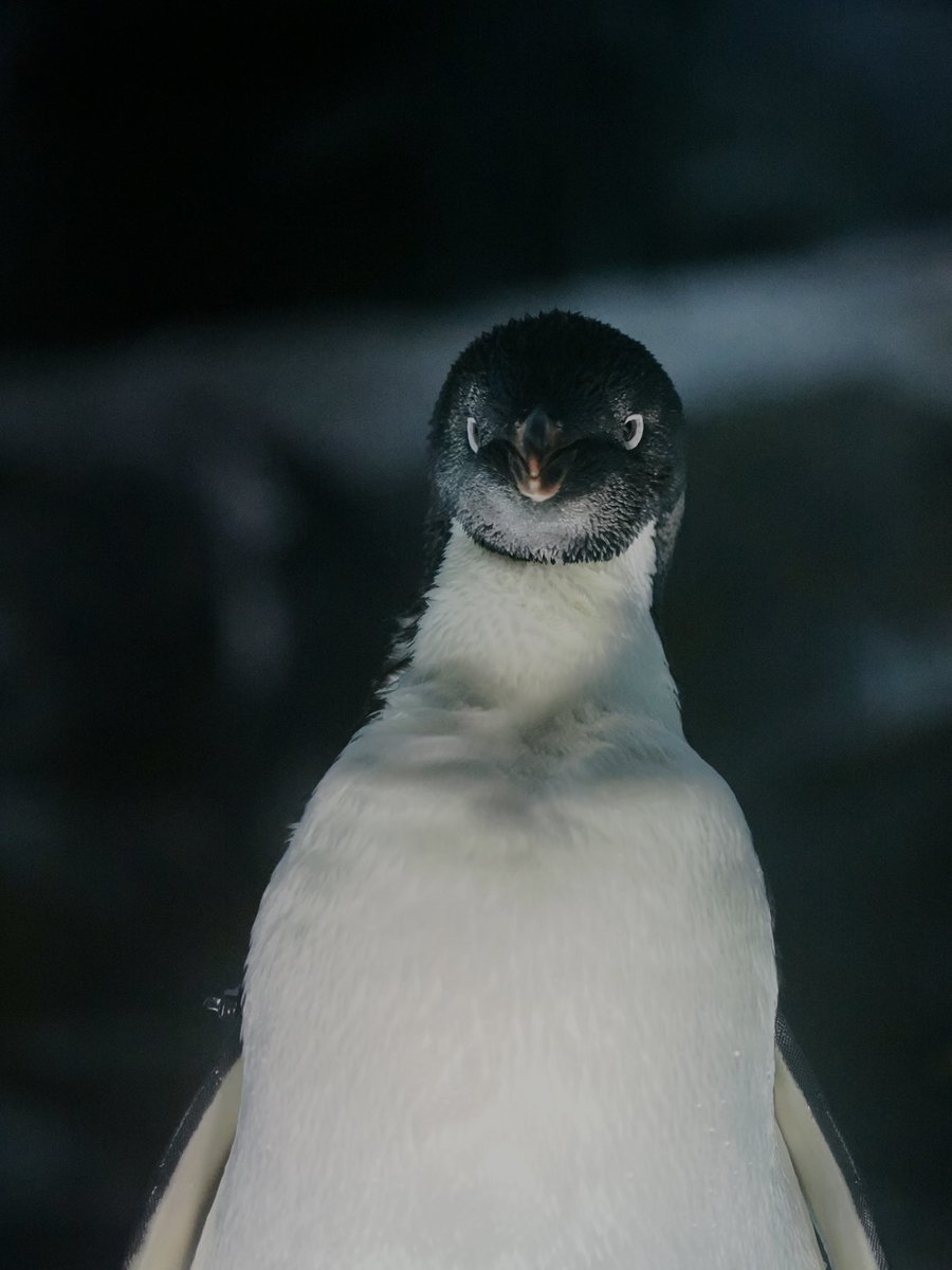 u2e6x's tweet image. のびるアデ
 #アデリーペンギン
 #名古屋港水族館