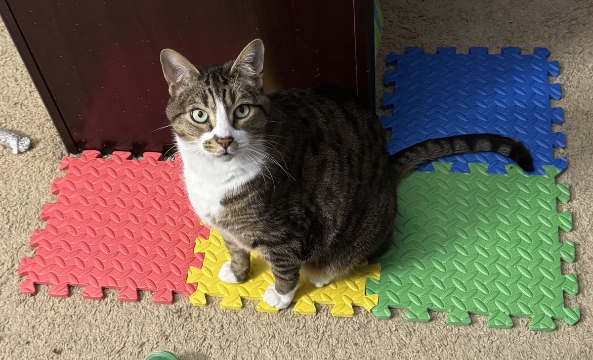 RBtheARTISAN's tweet image. I got these for my cats, thinking they would like to shred the foam with their claws, but they just keep sitting and napping on them instead!!!!!!!!! 🐈⬛🐈 Σ(-᷅_-᷄๑)💬