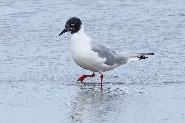 NEW BLOG: A Trip to Oare Marshes. To view click on seymourbirdies.blogspot.co.uk