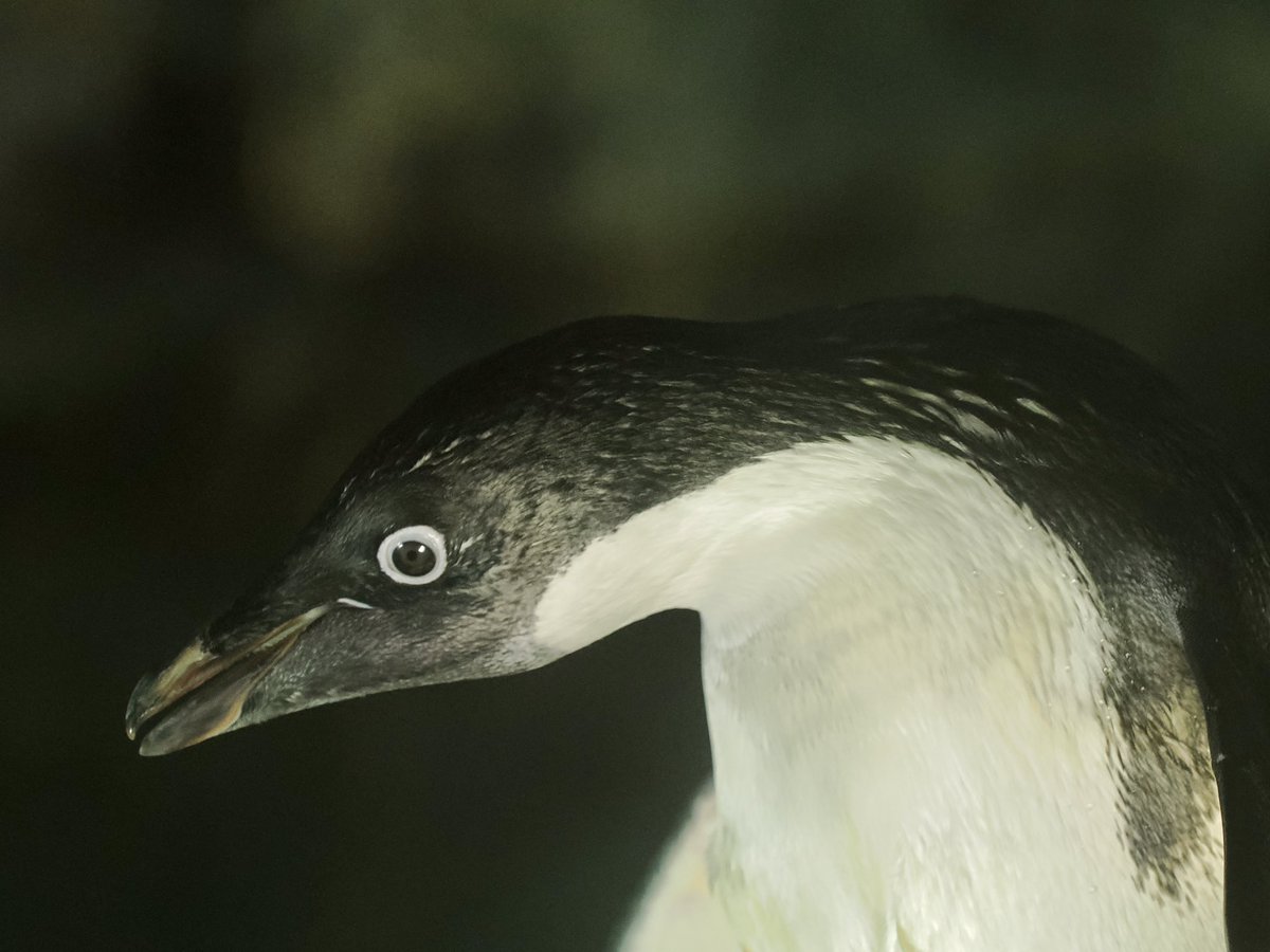 u2e6x's tweet image. ヨコ顔アデ
 #アデリーペンギン
 #名古屋港水族館
