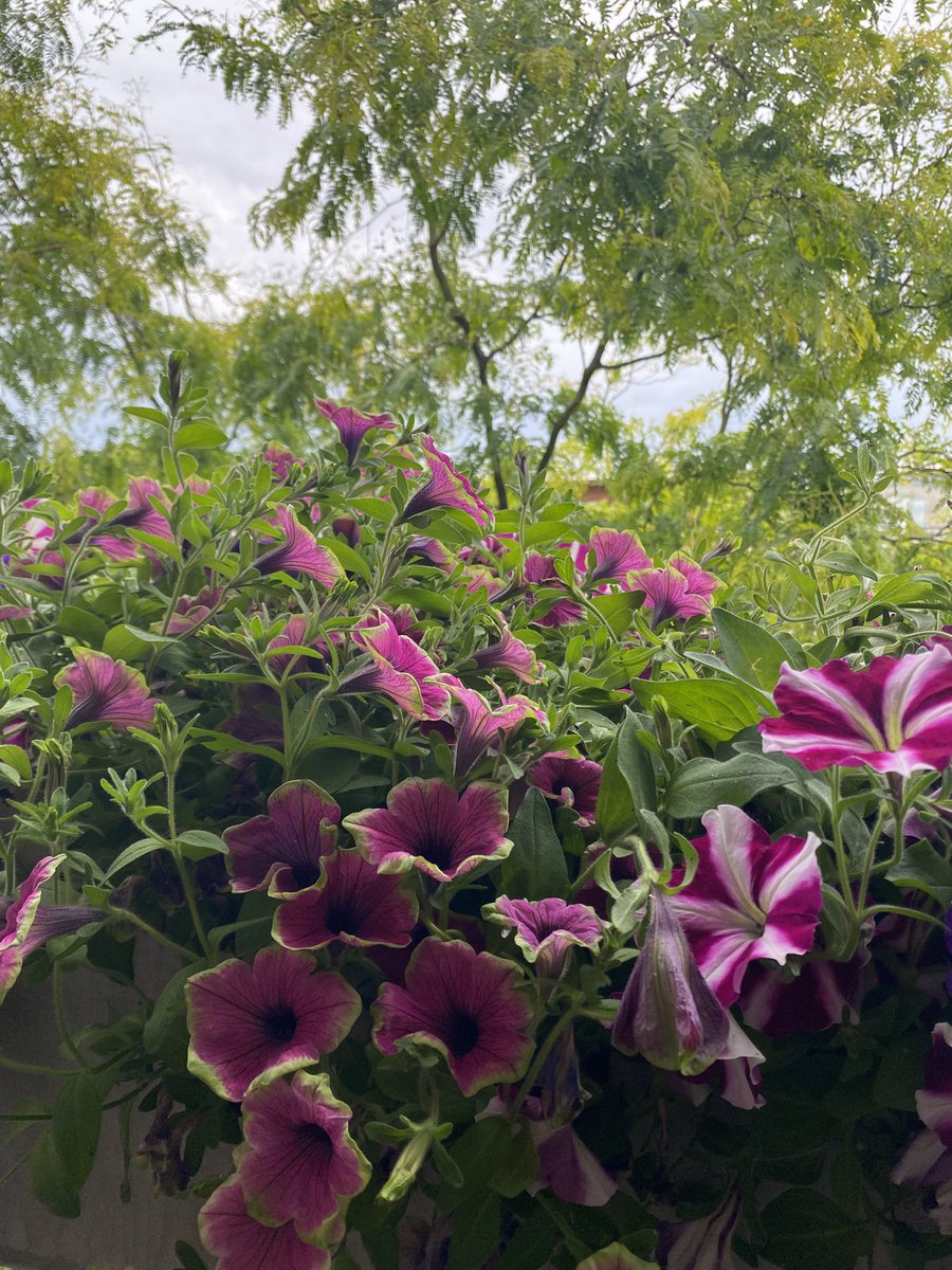 Goedemorgen beste Twixters 🙋‍♀️☕️😎
De start van een nieuwe week en alweer de laatste week van juli 2025.
Een vrolijke, gezellige maandag,
vakantie- of werkweek gewenst🌻⛱️☀️
Maak er wat moois van🫶