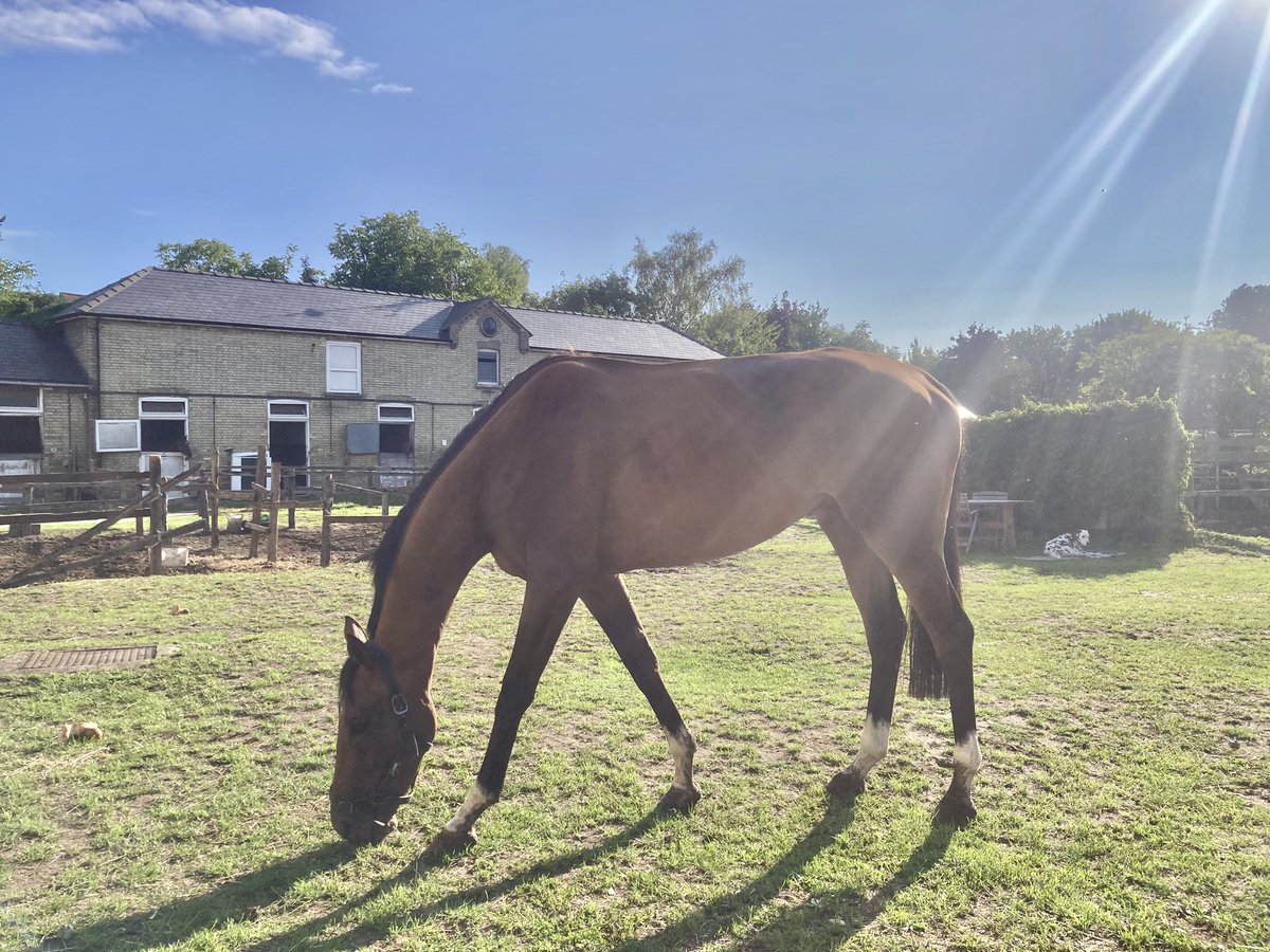 JohnWathenBerry's tweet image. A lovely warm, sunny start to Monday morning in Newmarket. Currently 15 degrees; forecast high 23.
