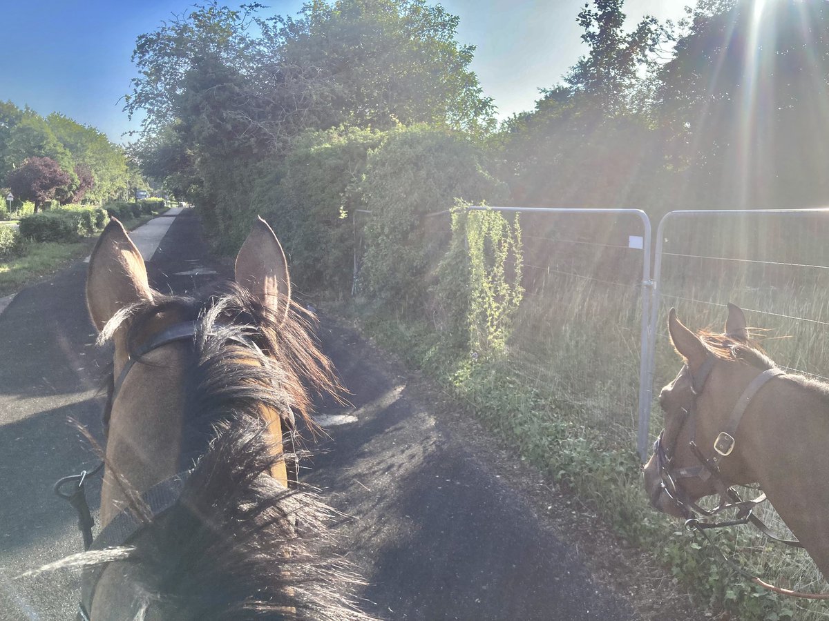JohnWathenBerry's tweet image. A lovely warm, sunny start to Monday morning in Newmarket. Currently 15 degrees; forecast high 23.