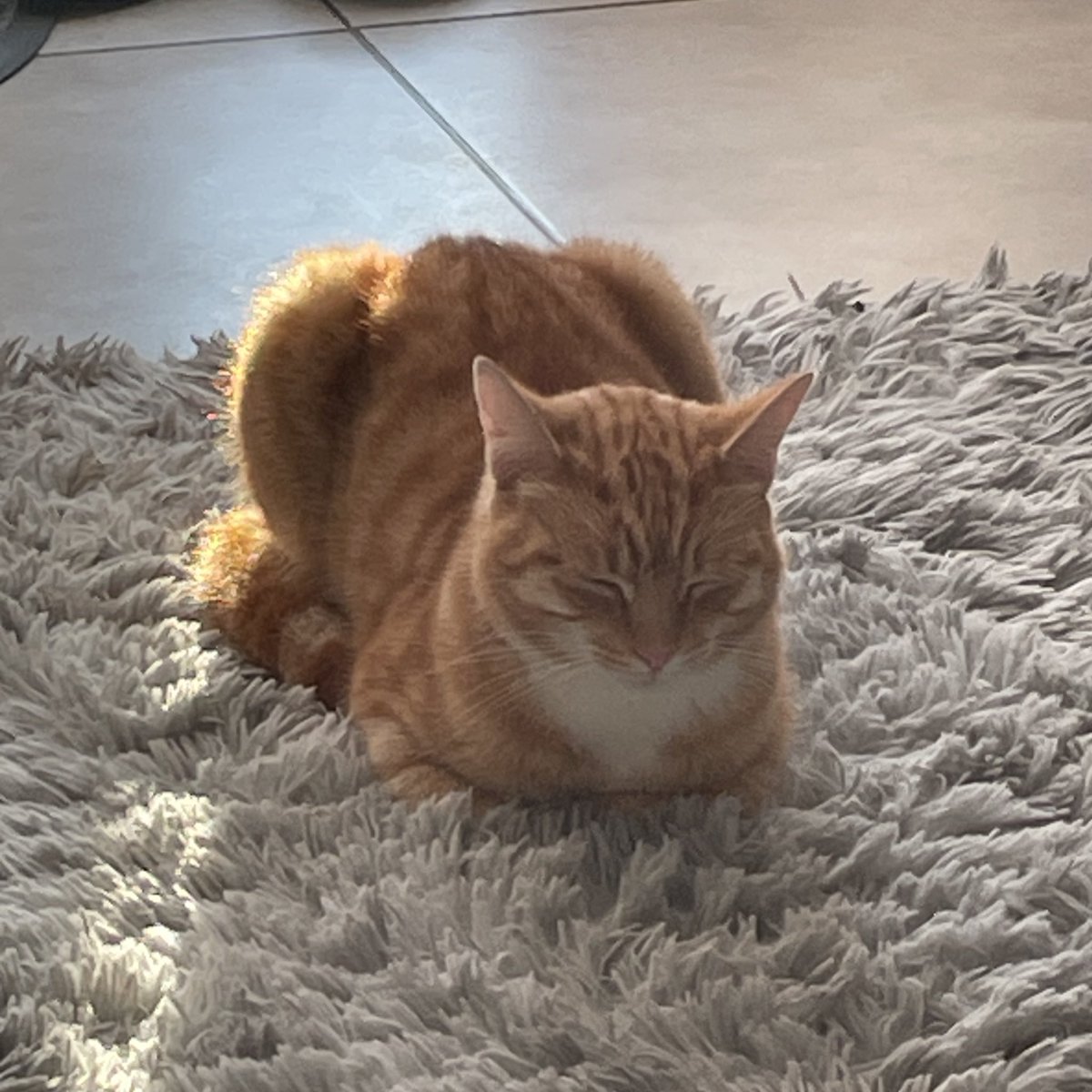 SoxandD's tweet image. A trio of loavesโฆ ๐ ๐ ๐ ! Happy #kittyloafmonday love from all the gang ๐ฝโค๏ธ๐ป๐๐น๐ธ๐ค๐ผ๐ชดโ๏ธ๐พ
#CatsOfTwitter #newweek #monday #MondayMotivation #MondayMood #bossTeddy #mondaythoughts